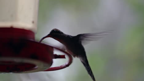 Zeitlupe,-Nahaufnahme-Eines-Kolibris,-Der-Mit-Flügeln-An-Der-Futterstelle-Im-Wald-Schlägt