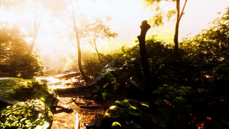 Time-lapse-of-a-Tropical-jungle-in-the-mountains-of-Puerto-Rico