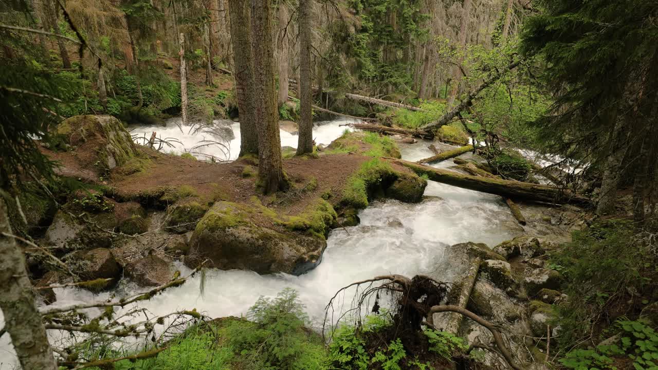 Fiume di montagna nel bosco. Bellissimo paesaggio della fauna selvatica.
