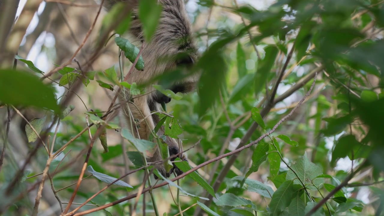 Giovane scimmia urlatrice nera e dorata si muove tra i rami frondosi e si nutre di foglie fresche nella volta di una foresta, utile per temi sul comportamento della fauna selvatica o sulla biodiversità sudamericana