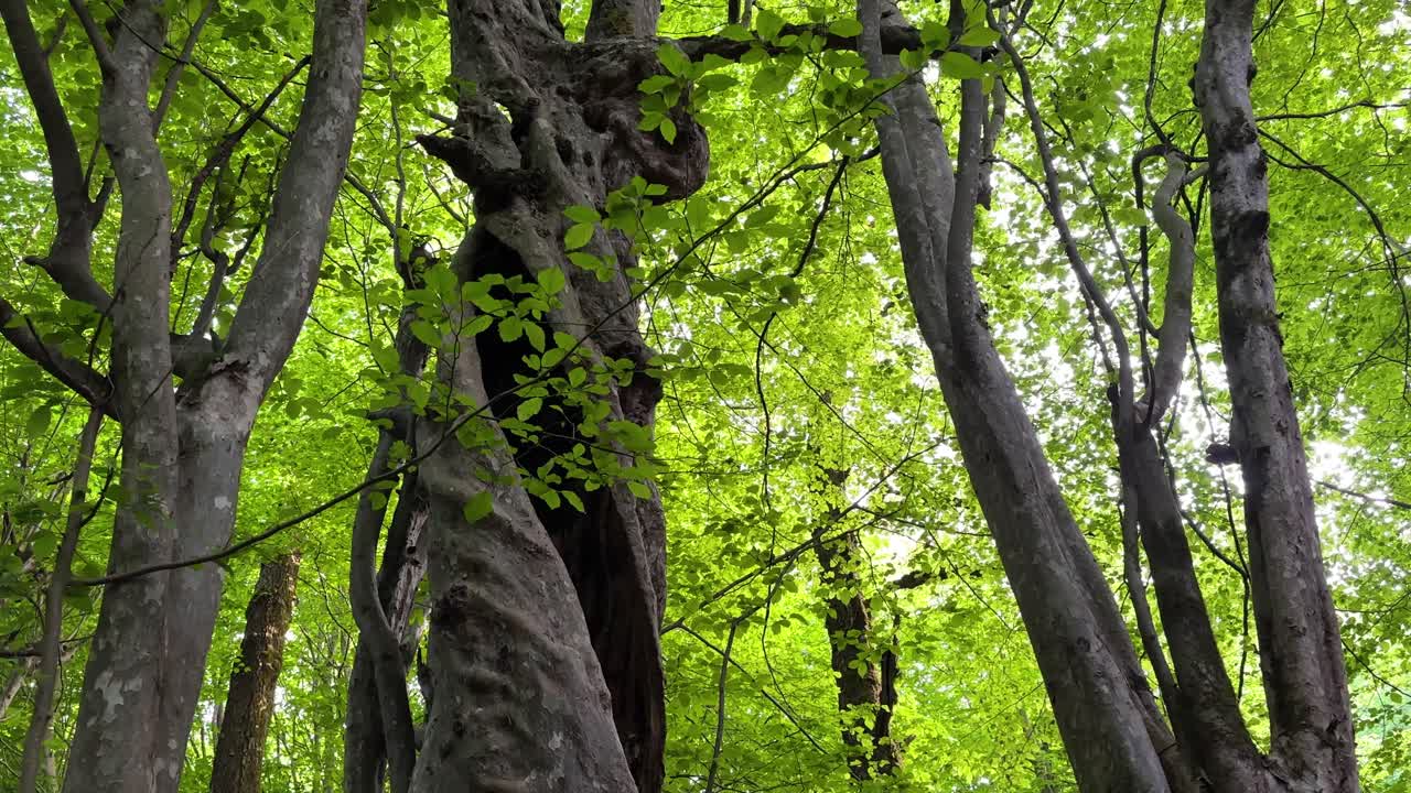 히르카니아 숲의 은 나선형 나무 줄기는 여름철에 초록색 잎을 가지고 있으며, 넓은 잎의 파로티아 페르시카, 이란, 페르시아 철나무, 상록 잎자루, 중동 열대우림, 여행 목적지 사우디아라비아.