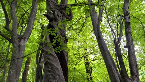 Tronco-De-árbol-En-Espiral-Retorcido-En-El-Bosque-De-Hyrcanian-En-La-Temporada-De-Verano-Hojas-Verdes-Planta-De-Hoja-Ancha-Parrotia-Persica-Irán-Persa-Palo-De-Hierro-Follaje-De-Hoja-Perenne-Selva-Tropical-De-Oriente-Medio-Destino-De-Viaje-Saudita