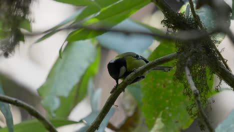 Eine-Schwarze-Lored-Meise-Frisst-Eine-Raupe-Auf-Einem-Ast-In-Der-Baumkrone-Eines-Baumes-Im-Dschungel