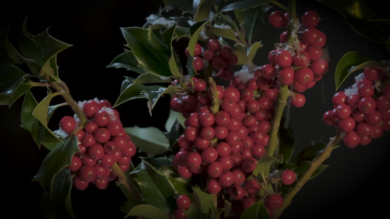 전통적이고 향수를 불러일으키는 구식 크리스마스 장면에서 눈이 내리는 풍부한 열매, 홀리 가지