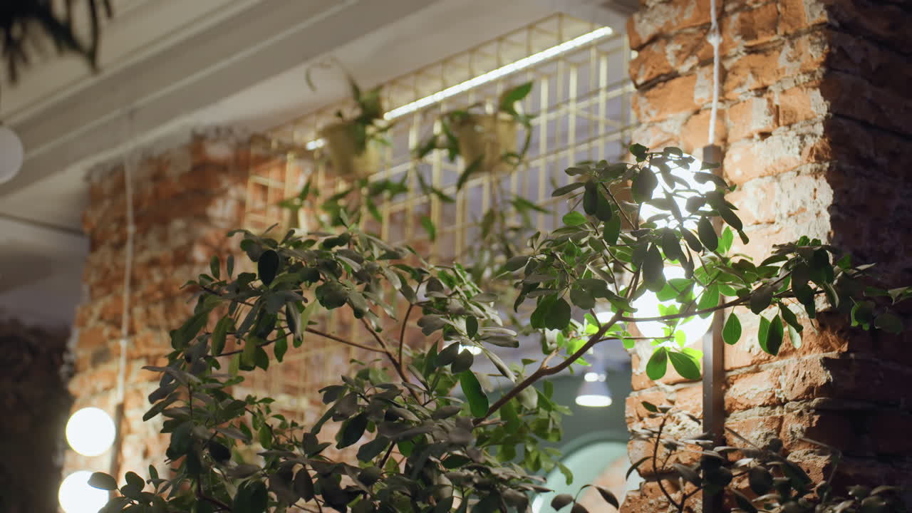 Well lit indoor corner featuring green leafy plant growing beside red brick wall with visible warm light source and hanging pots above, blending nature and rustic interior design in peaceful ambiance