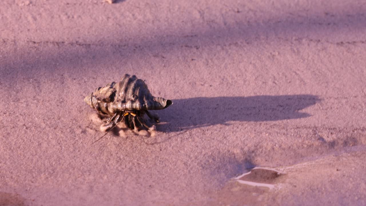 краб-отшельник пересекает песчаный пляж и попадает в воду.