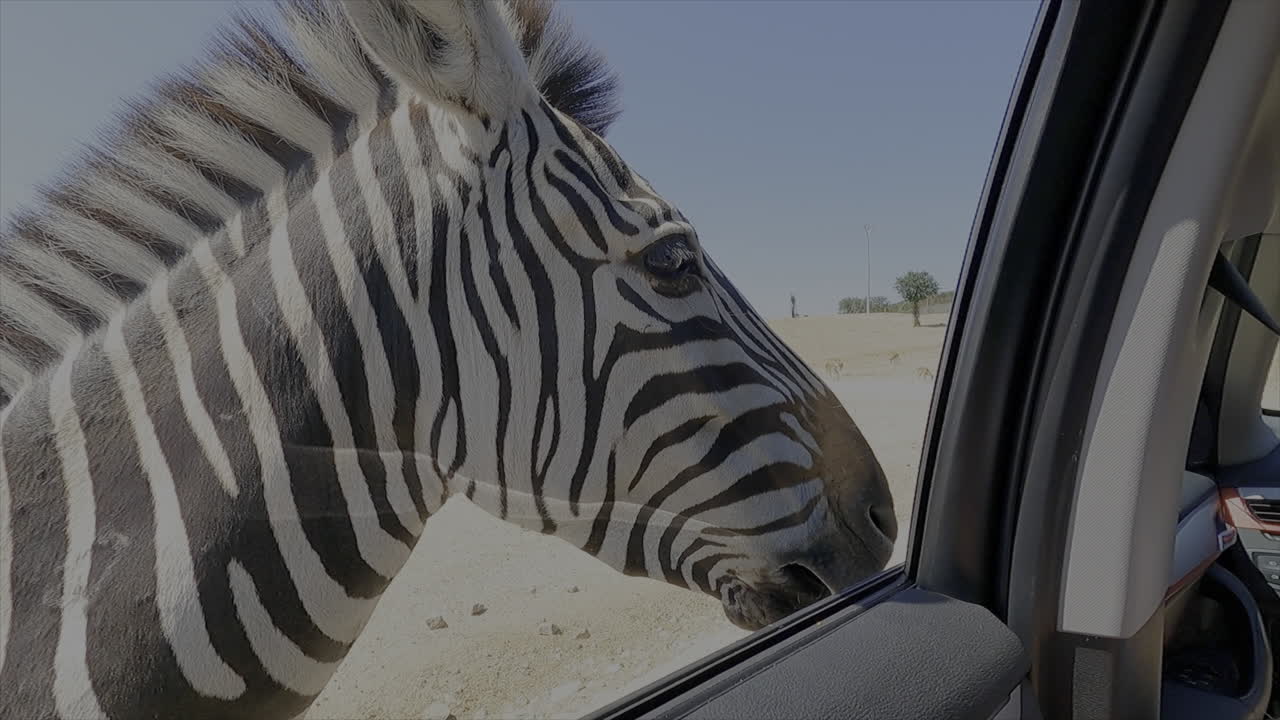 Seeing a zebra outside of the car