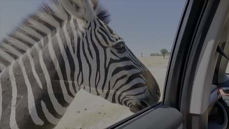 seeing a zebra outside of the car