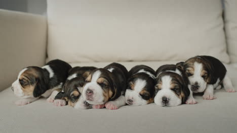 verscheidene pasgeboren beagle pups liggen op de bank