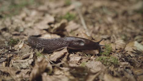 slug crawling on autumn leaves