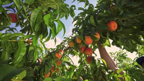 big juicy peaches on the tree. fabulous orchard. magical sunlight. fruits ripen in the sun.