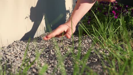 person pick unwanted weed from home side gravel path, close up view