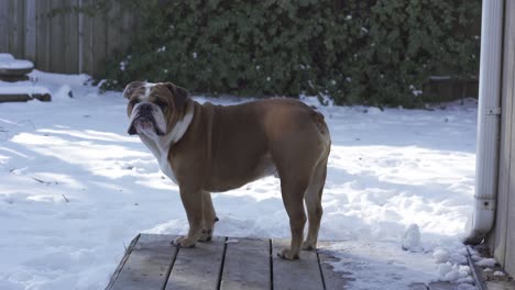 adorable male english bulldog barks and sits on cold winter day, snow on ground