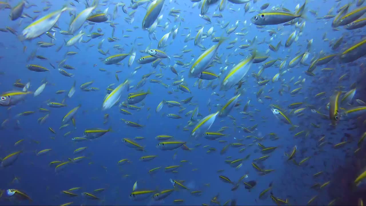 트레발리 크루즈 과거와 퓨셔 모두 재집결