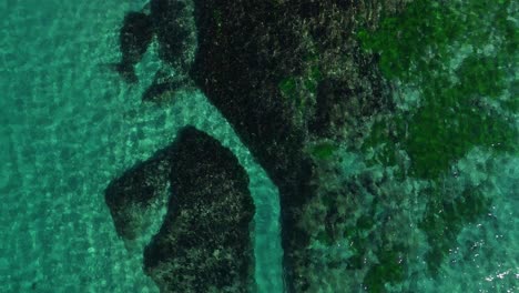 drone aerial of vibrant reef structure near cronulla coast in clear green-blue water, ascend orbit, natural backdrop texture, sydney nsw australia