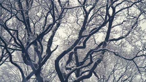 the first snow covering the tree crowns