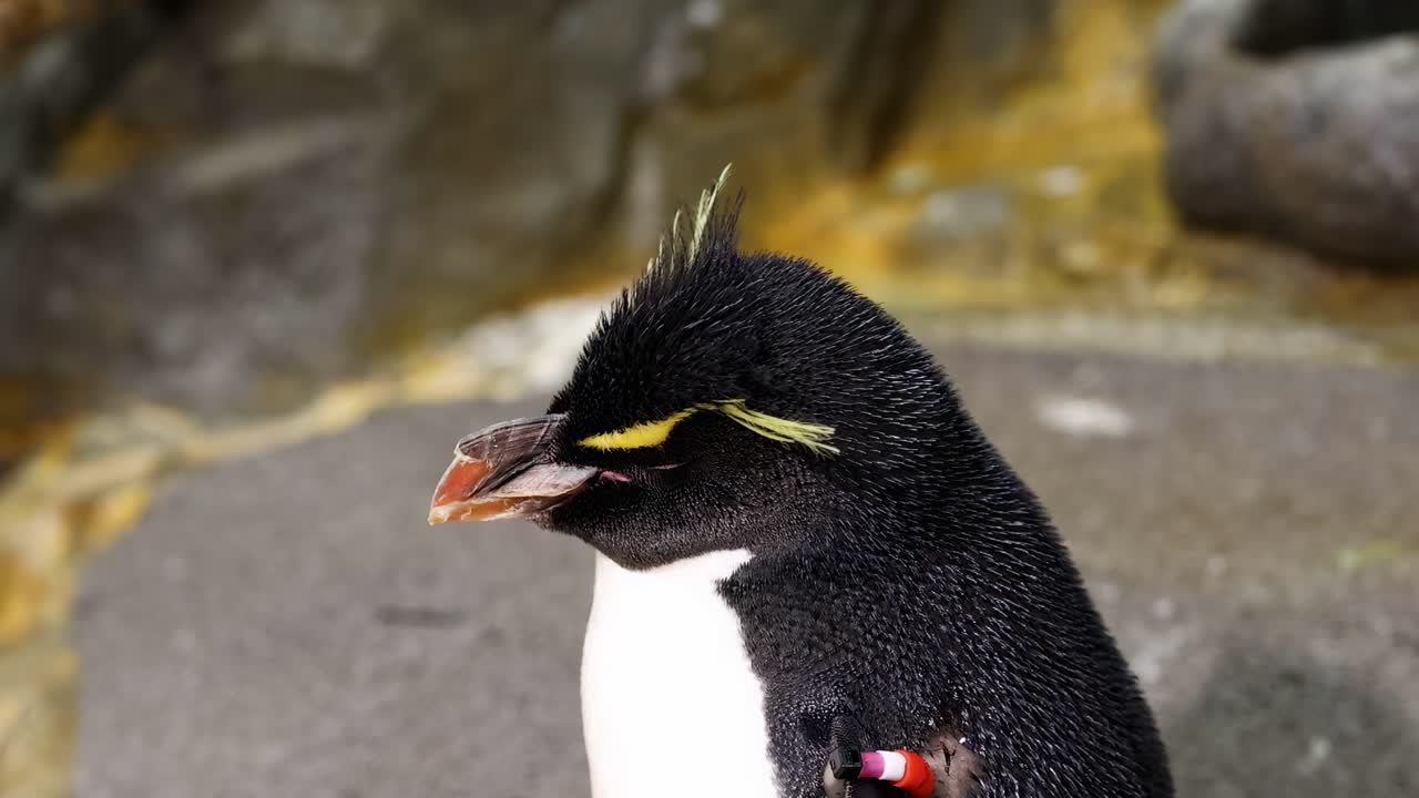 A detailed view of a penguin's head and upper body against a textured rocky surface.