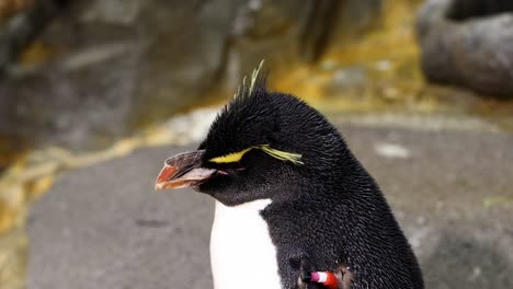 a detailed view of a penguin's head and upper body against a textured rocky surface.