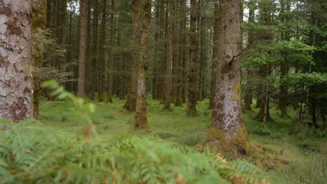 gougane barra forest park cork ireland 04