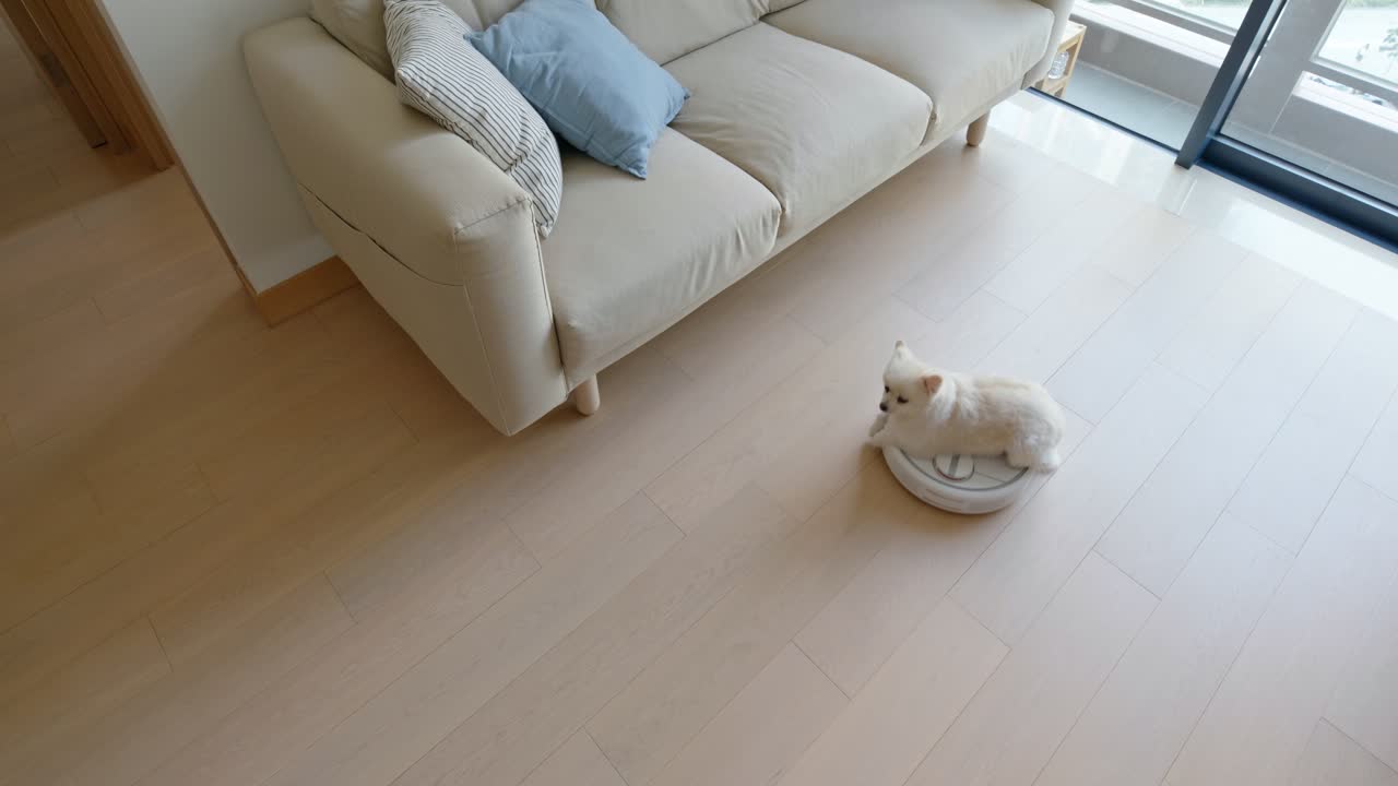 померанская собака на роботном пылесосе