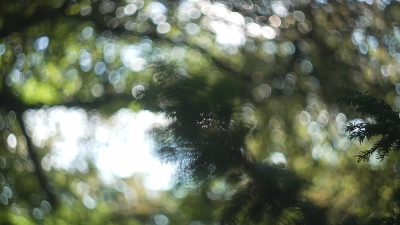 보케가 있는 숲의 가지