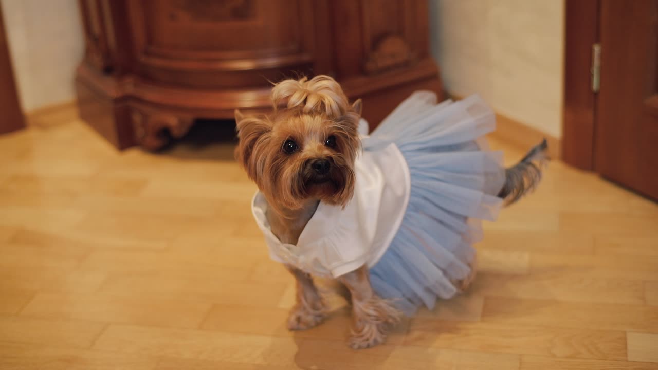 웃긴 옷을 입은 개 테리어
