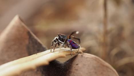 Visualización-Del-Perfil-Trasero-De-La-Araña-Pavo-Real-Macho