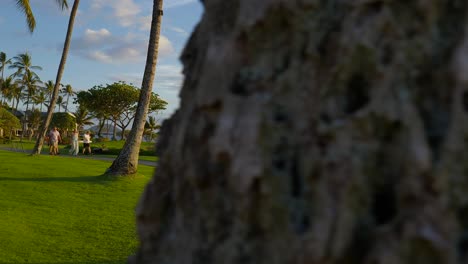 Ocean-side-viewpoint-panning-across-a-palm-tree