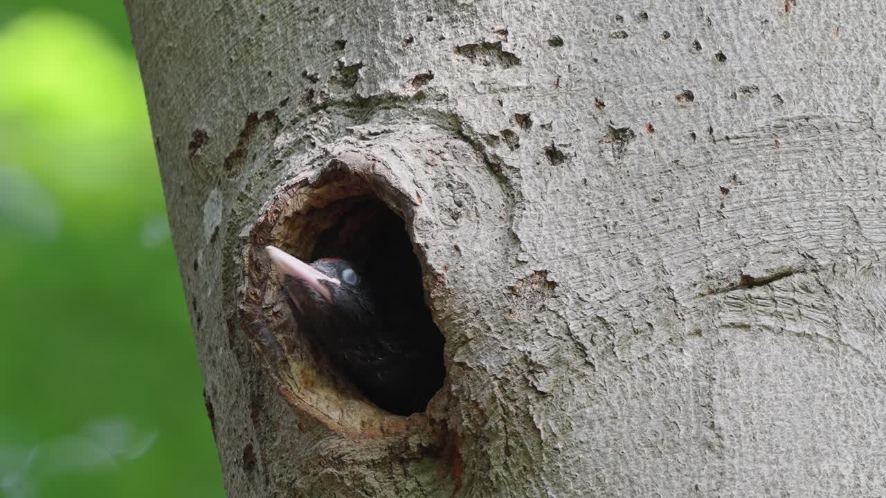 pájaro carpintero negro sacando la cabeza del agujero del nido en el árbol