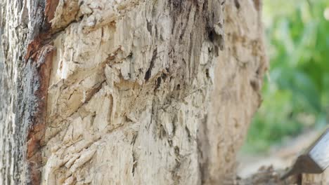 Slow-motion-closeup-of-an-axe-chopping-at-a-tree