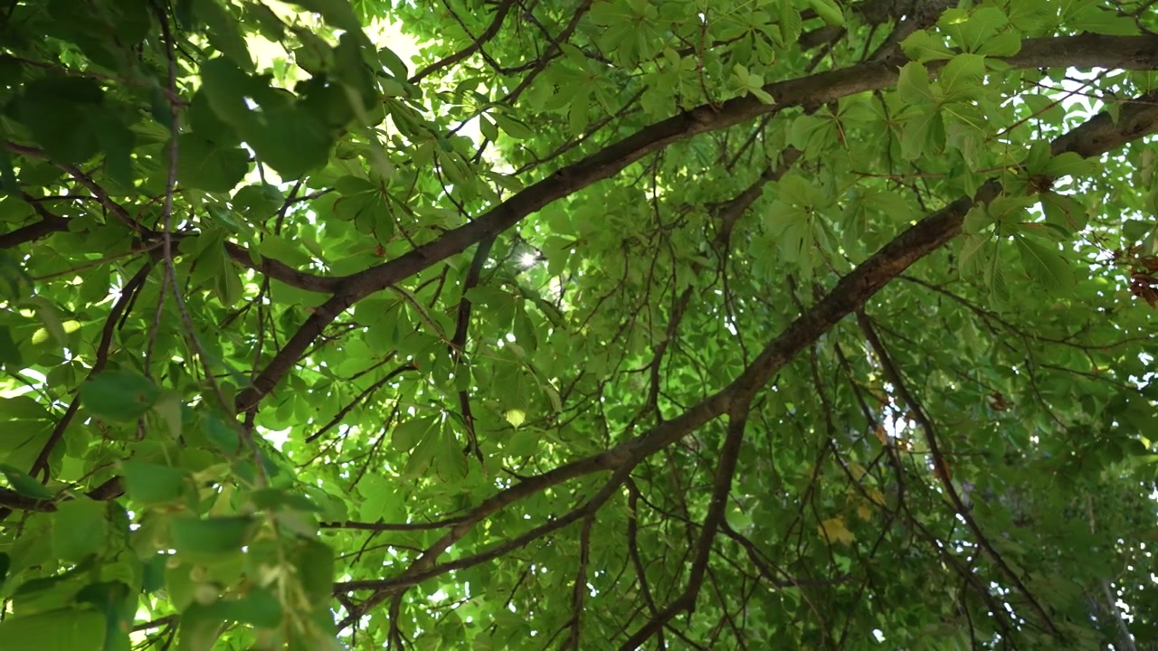 Vista en ángulo bajo de exuberantes hojas verdes de castaño de indias meciéndose con el viento en un día soleado y brillante.