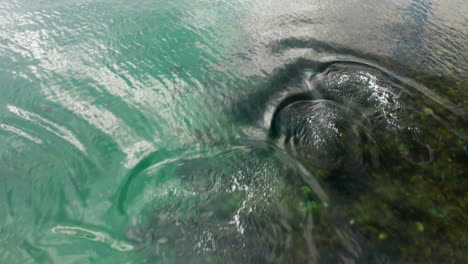 vista aérea de una pequeña manada de delfines de peale también conocida como lagenorhynchus australis, jugando en las aguas cristalinas del océano pacífico sur