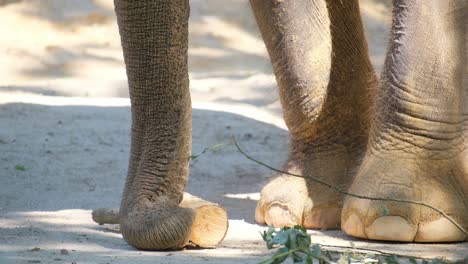 a close-up shot showcasing an elephant’s sturdy legs amidst the lush green grass of its natural landscape