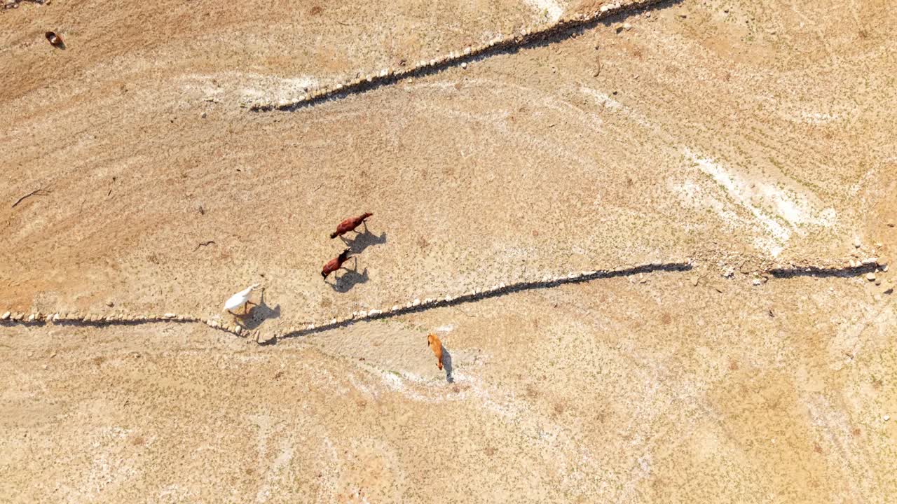 Topdown of dry tan terrain with several horses walking in line across barren landscape