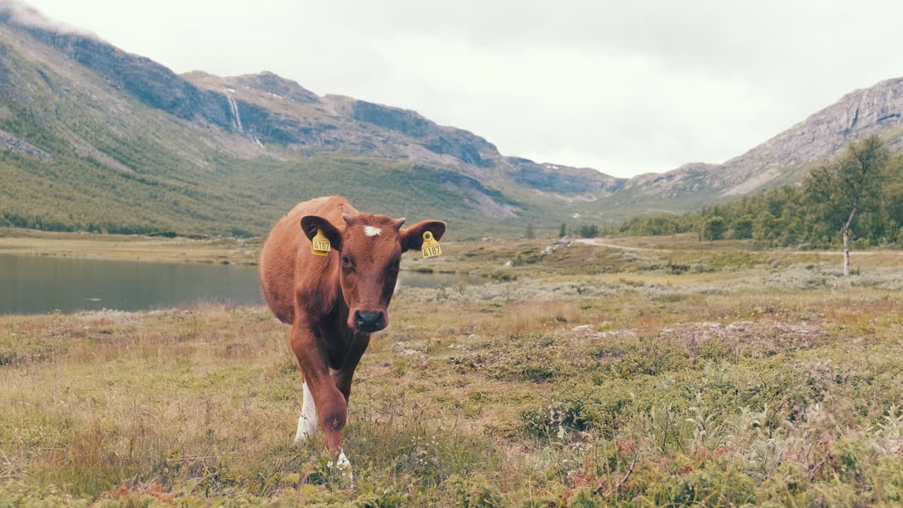 En brun ko på den grønne eng ved søen går tættere på kameraet - fuld slowmotion-optagelse