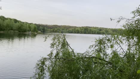 Shot-through-a-tree-at-Höhenfelder-See-in-Cologne,-Germany,-near-the-city's-recreation-area