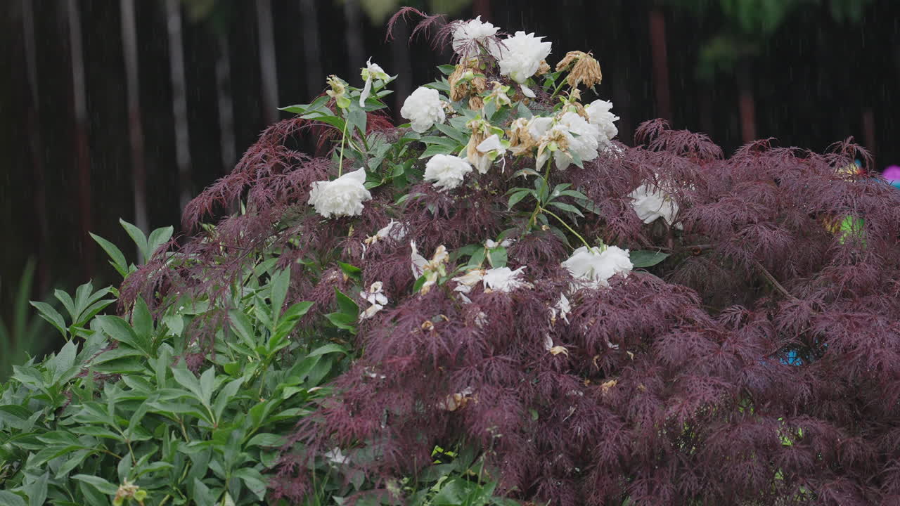 Blooming peonies with a Japanese maple evoke calm in rainy garden scene