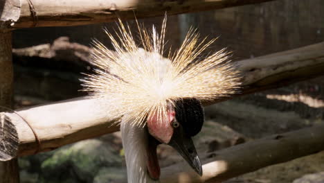 fotografía de cerca de la cabeza de la grulla coronada africana, balearica regulorum, mientras su cresta dorada brilla a la luz del sol