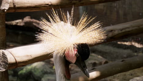 close-up shot of the head of the african-crowned crane, balearica regulorum as its golden crest is shining in the sunlight