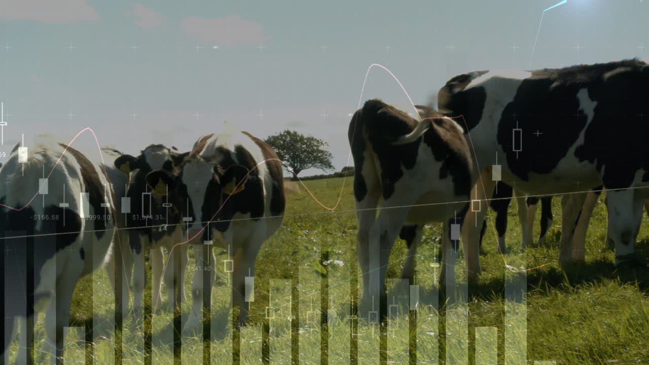 Cows grazing in field with financial data processing animation overlay