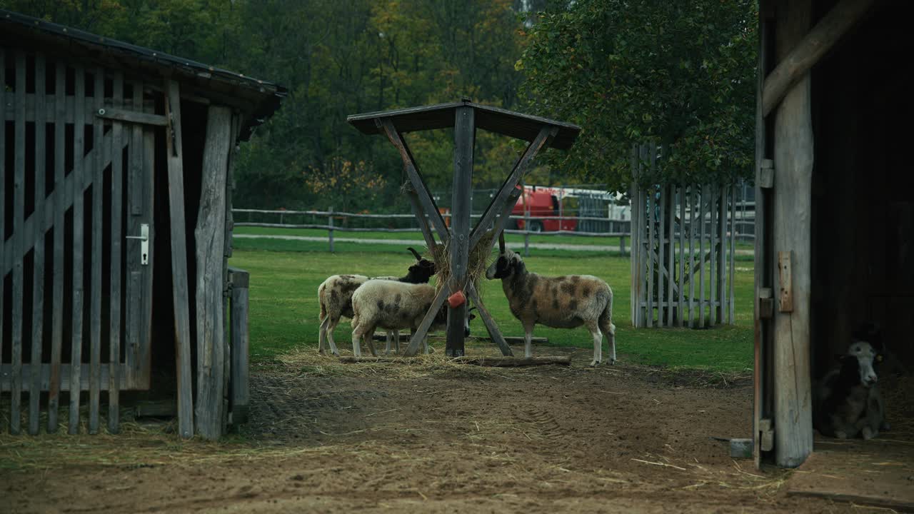 Sheep eating hay near wooden barns in Schloss Hof, Austria, with a rural backdrop