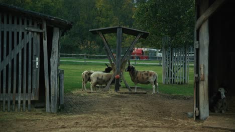 sheep eating hay near wooden barns in schloss hof, austria, with a rural backdrop