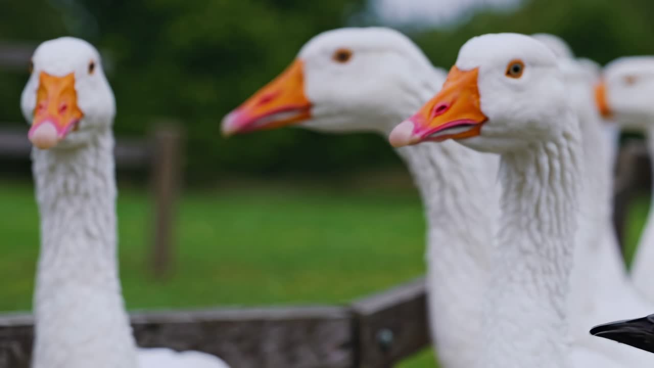 rebaño de gansos blancos