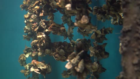 bubbly water at the aquarium with oyster shells to create that blue ocean environment