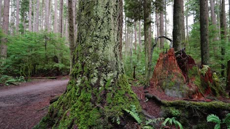 pazifischer nordwesten, pacific spirit regional park in vancouver, britisch-kolumbien, wunderschöner waldbaumclip