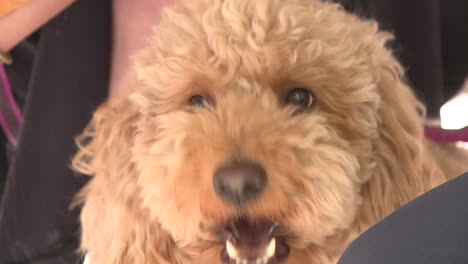 close-up of a fluffy poodle