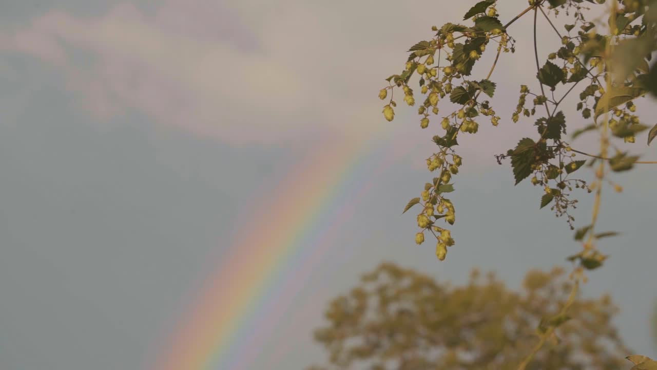 vista de un arco iris en el cielo sobre el follaje de los árboles durante el día