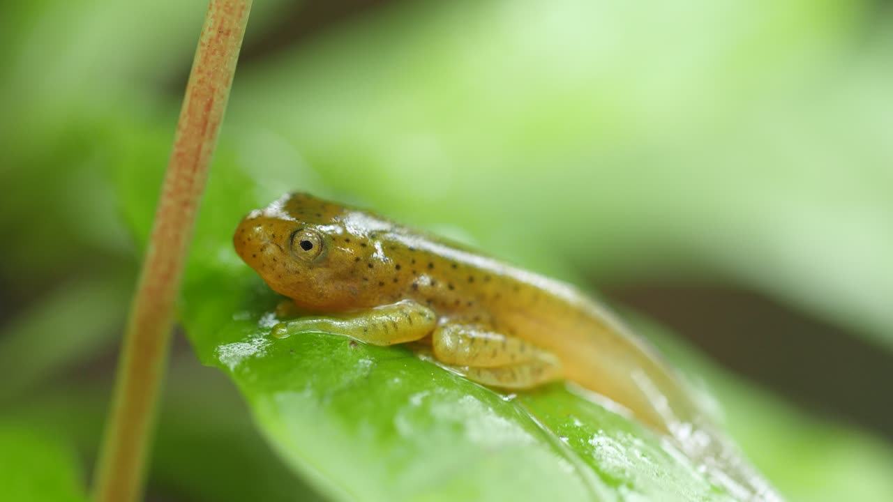 wide angle video  of a Malabar Gliding frog tadpole stage , resting on a leaf during the morning has spots on its body all over with yellow colour which turn to green when adult