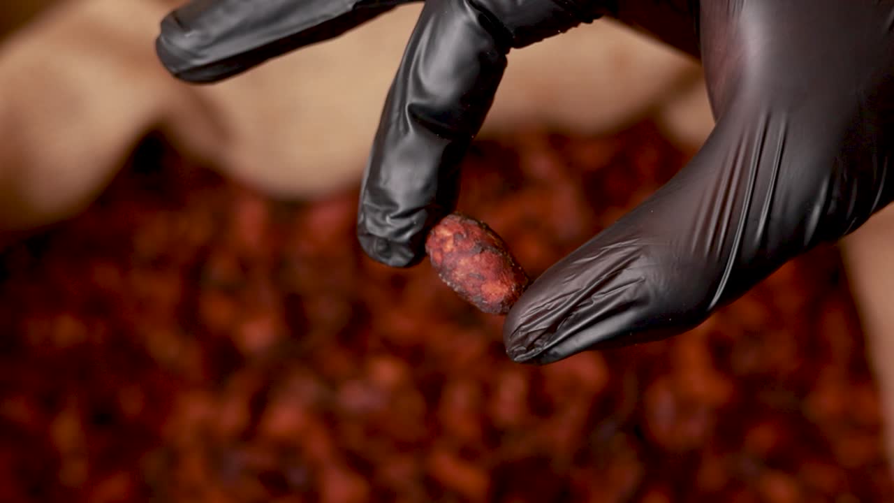 카카오 콩 을 들고 있는 손