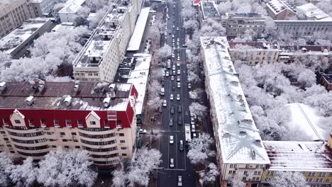 snow-white trees among the stone houses of city